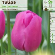 Tulipn triunfo 'Don Quijote'